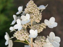 Гортензия метельчатая Dolprim (Prim White)