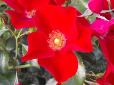 Роза Apache