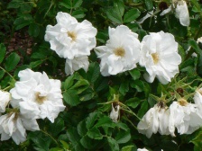 Роза (Шиповник) морщинистая Blanc Double de Coubert