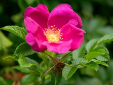 Роза (Шиповник) морщинистая Rubra