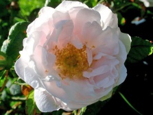 Роза (Шиповник) морщинистая Schneekoppe