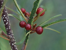 Крушина ломкая Aspleniifolia 