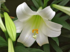 Лилия длинноцветковая