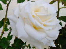 Роза Avalanche