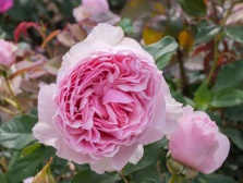 Роза гартентраум