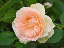 Роза Pastella