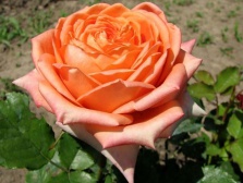 Роза Eldorado