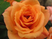 Роза Apricot Clementine
