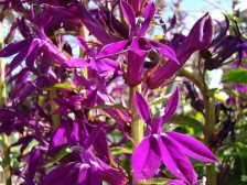 Лобелия прекрасная Hadspen Purple