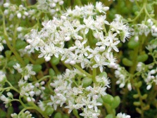 Седум (Очиток)  белый  мелкоцветковый Chloroticum